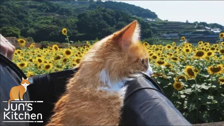 Picnic with my cat (shaved ice & lemonade) Picnic with my cat (shaved ice & lemonade)