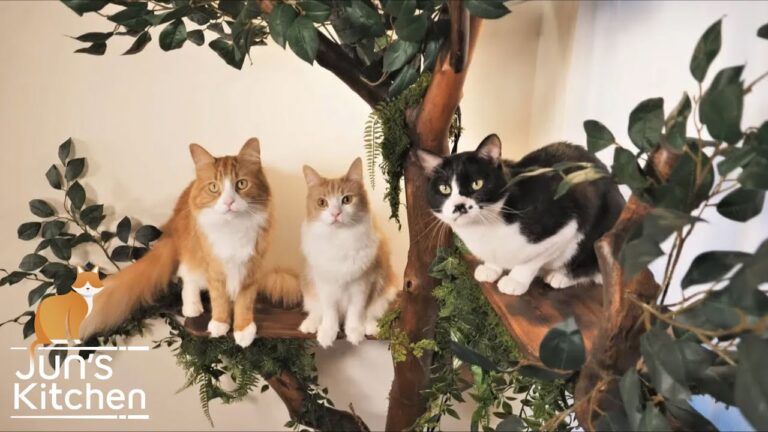 I made a tree for my cats out of driftwood