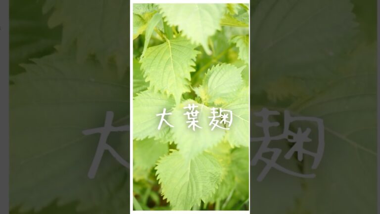 アレルギー抑制！胃腸を整える🍀大葉麹