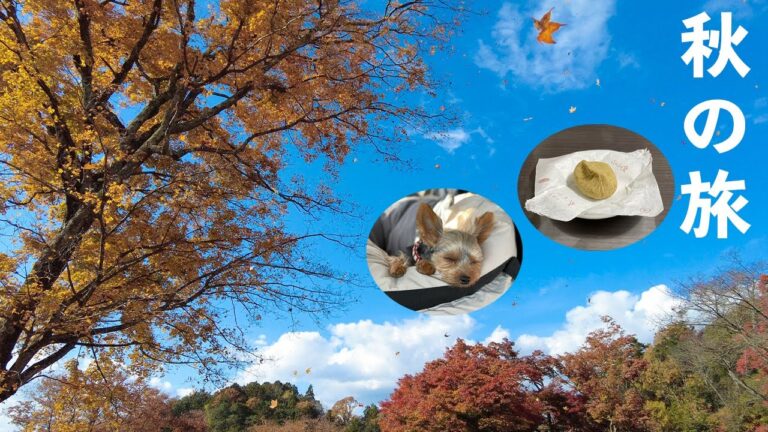 【休日Vlog】紅葉狩りと美味しい栗きんとんを探しに休日散歩/ルーティン【kattyanneru】 【休日Vlog】紅葉狩りと美味しい栗きんとんを探しに休日散歩/ルーティン【kattyanneru】