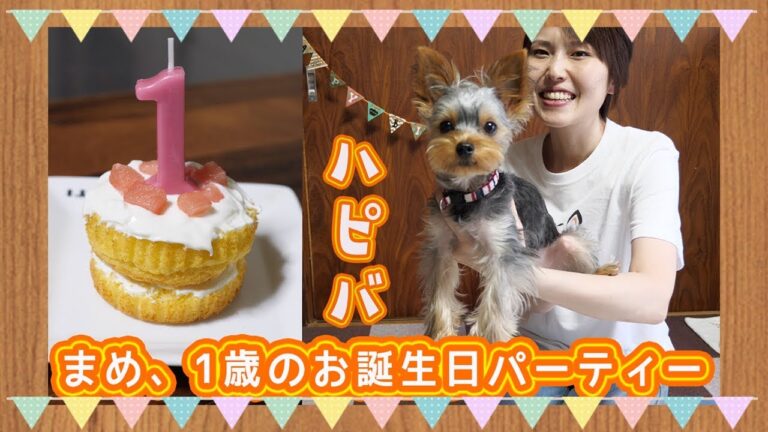 手作りわんこ用ケーキで、まめ１歳のお誕生日パーティー！！【kattyanneru】