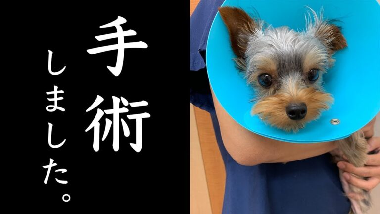 【ご報告】手術しました。【kattyanneru】