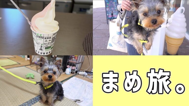 まめ、新しい首輪に大興奮！まめと一緒にぶらっと旅【kattyanneru】