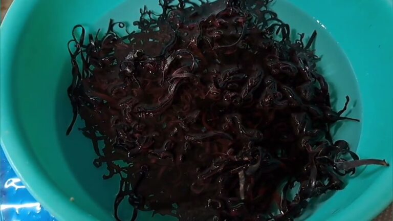 海藻の作り方　無限塩タレキャベツ