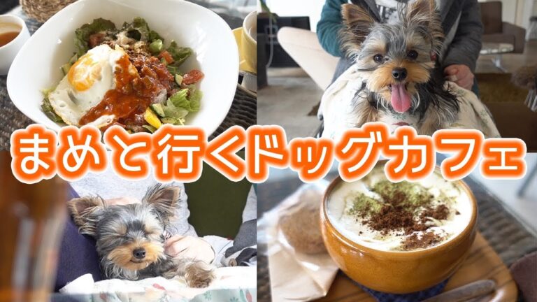 まめと一緒にドッグカフェとおしゃれなマフィン屋さんの旅【kattyanneru】