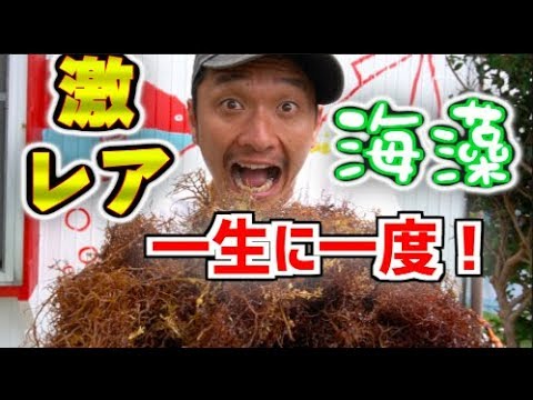【激レア】一生に一度しか出会えない伝説の海藻イギスを料理してみた! 【激レア】一生に一度しか出会えない伝説の海藻イギスを料理してみた!