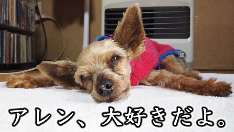 アレンが天国へ旅立ちました。【kattyanneru】