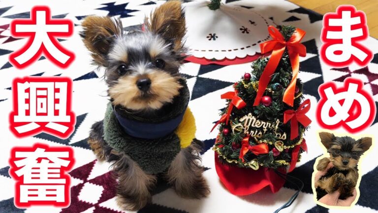 【アレンとまめ日記】ニトリのクリスマスツリーに大興奮！/子犬【kattyanneru】