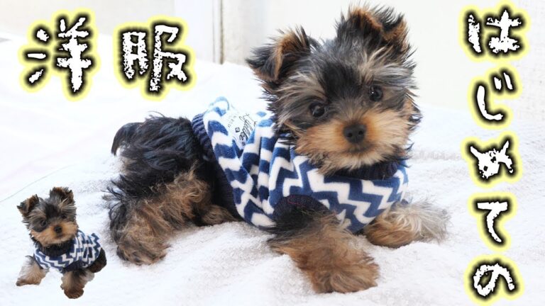 【子犬】アレンとまめ、洋服を着る。/dog【kattyanneru】