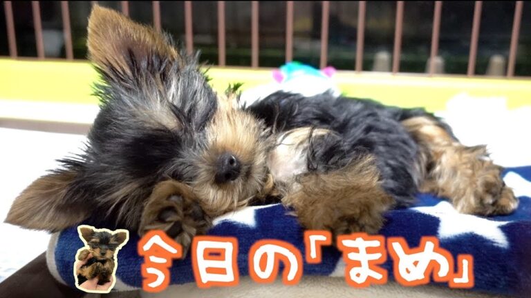 【子犬】へそ天で寝るまめが可愛すぎる【kattyanneru】