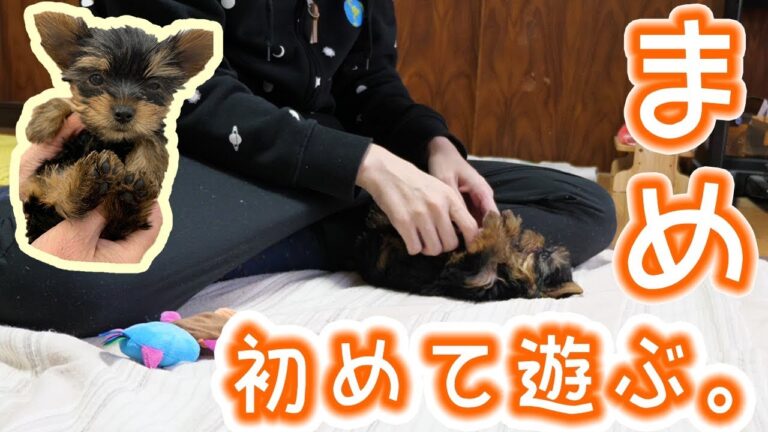 【子犬】まめ、初めてケージの外でおもちゃで遊ぶの巻。【kattyanneru】 【子犬】まめ、初めてケージの外でおもちゃで遊ぶの巻。【kattyanneru】