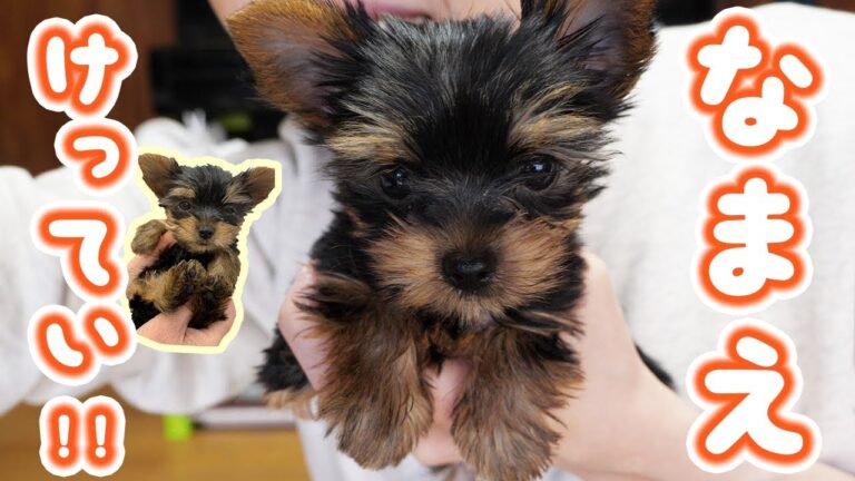 【発表】子犬の名前が決まりました！【kattyanneru】