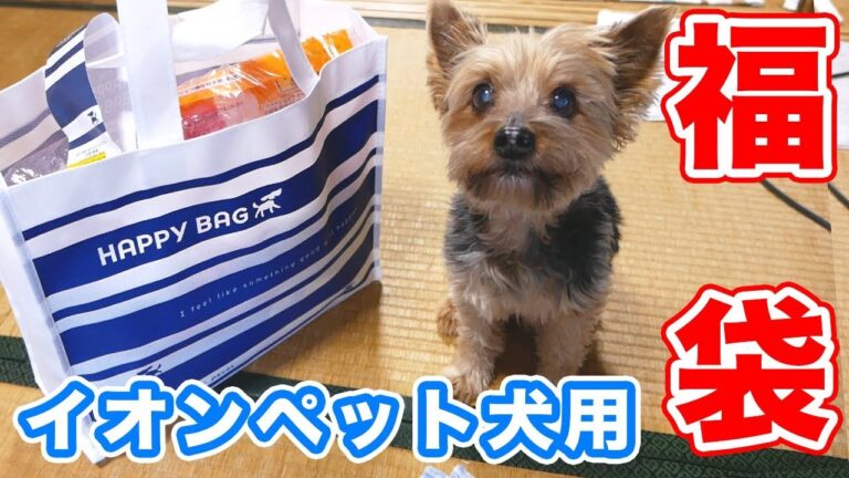 【2018 福袋】イオンペット犬用福袋でアレン大興奮【kattyanneru】