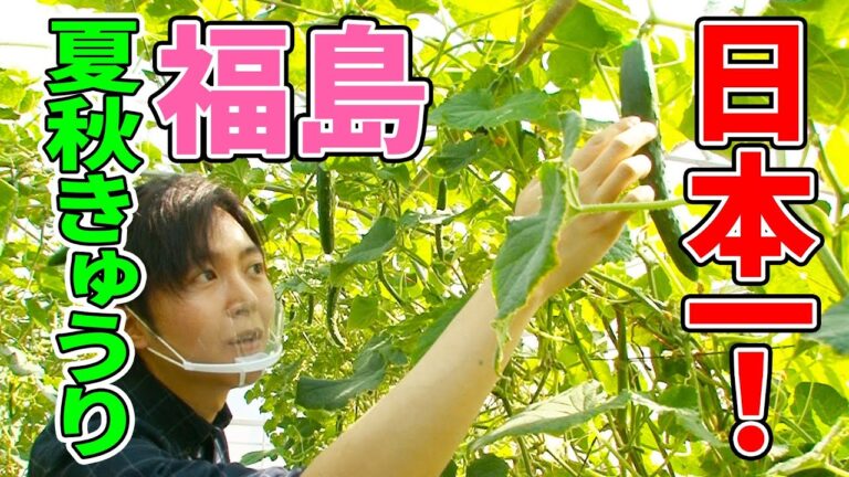 【復興庁コラボ】料理研究家がガチで福島のきゅうりの美味しさに迫ってみた！【福島きゅうり農家さん突撃編】