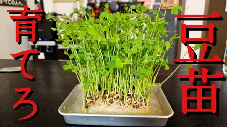 マジで豆苗を育てたくなるほど旨い！青臭さゼロで鬼コスパで痩せる【ヤバい豆苗炒め】と育て方