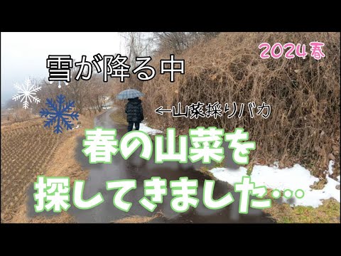 【山菜採り 2024③】雪が降る中春の山菜を探してきました… 【山菜採り 2024③】雪が降る中春の山菜を探してきました…