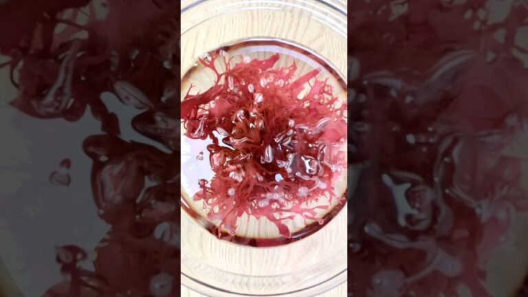 まるで水中花💐　3種の海藻の水戻し　#海藻 #ひじき #トサカノリ　#ミリン