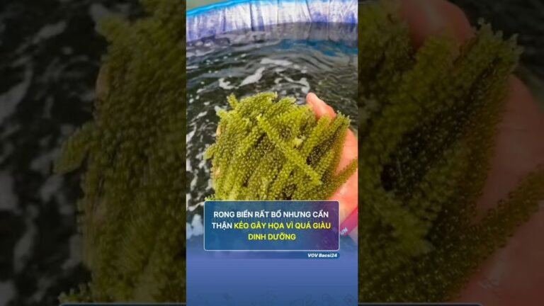 Rong biển rất bổ nhưng cần cẩn thận khi ăn #youtubeshorts #trending #shortvideo #shots