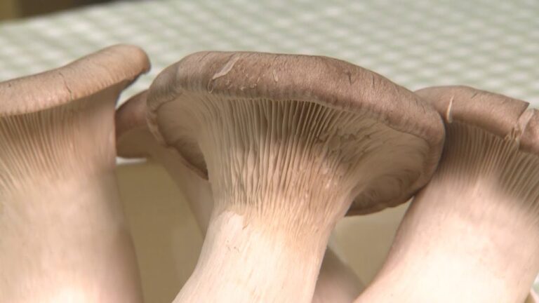 【絶品のエリンギ料理】追跡！野菜のお値段 【ライブBBT】