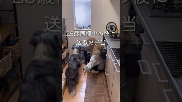 【作ったおかずが不評だった話】ヤンニョムチキン弁当#同棲ご飯 #簡単レシピ 　#毎日弁当