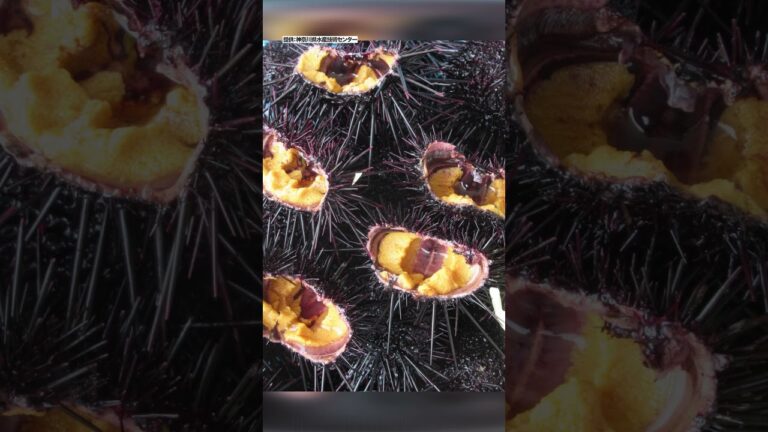 【キャベツウニ】海藻食べ尽くす厄介者を“ごちそう”に エサはなんとキャベツ! #shorts #キャベツウニ #海 【キャベツウニ】海藻食べ尽くす厄介者を“ごちそう”に エサはなんとキャベツ! #shorts #キャベツウニ #海