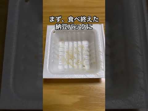 家庭菜園で納豆菌の力を借りよう！#shorts #家庭菜園 #ガーデニング