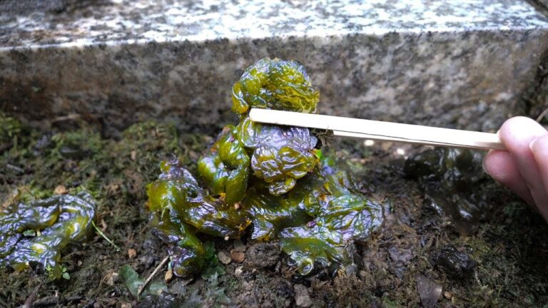 神社に生えてるワカメ食べてみた【ENG SUB】 神社に生えてるワカメ食べてみた【ENG SUB】