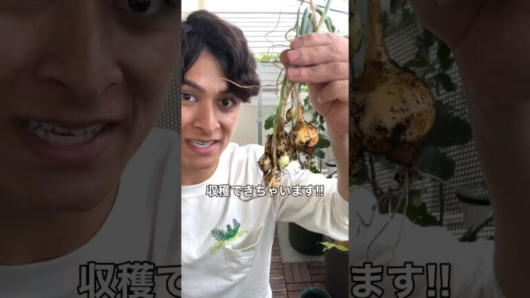 玉ねぎの芯から大収穫🙄🧅 ｜そらベジ🥝ガーデンハック #子育て #種から育てる #野菜