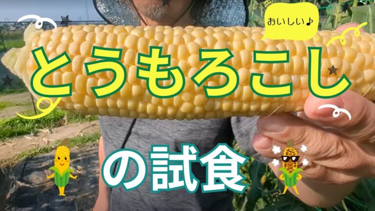 トウモロコシの試し採り　のりちゃんはカラスからトウモロコシを守り切れるのか！　あ！！こんなところにじゃがいもが・・　2024.6.2～6.8　no22 のりちゃん農園です！！