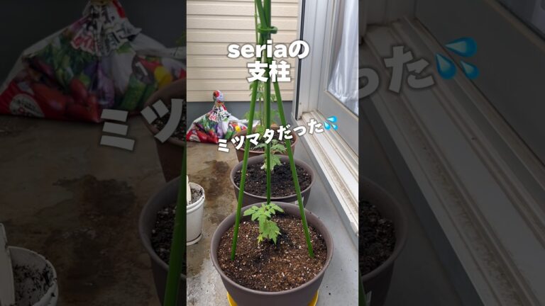 ミニトマト育て方これでいいの？#shorts#家庭菜園#100均#セリア#seria#園芸