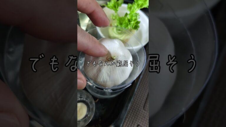 剥いた方が良いのか？　#家庭菜園 #水耕栽培 #にんにく #対処法 #菜園 #芽出し #沖縄