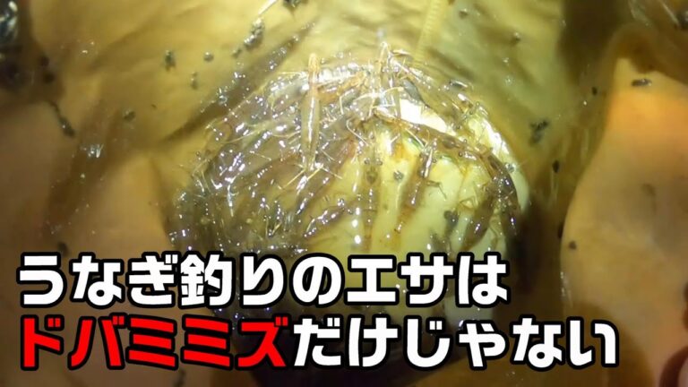 うなぎ釣りのエサはドバミミズだけじゃない うなぎ釣りのエサはドバミミズだけじゃない
