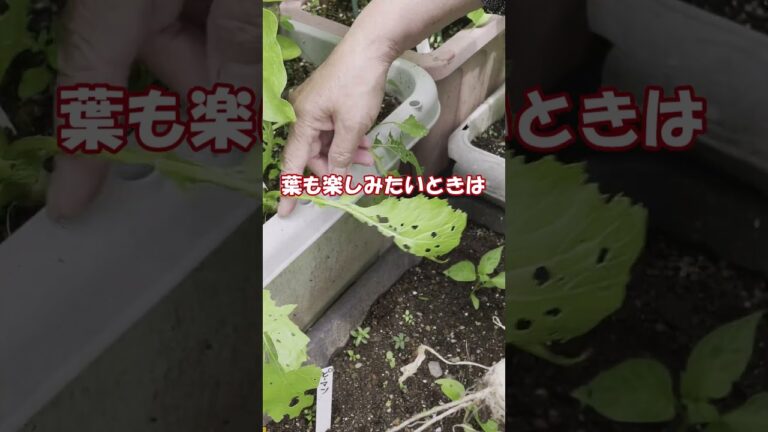 小かぶ家庭菜園向きでうれしい収穫＃ガーデニング #家庭菜園 #プランター栽培