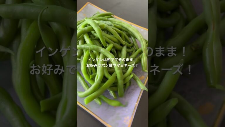 夏野菜で簡単絶品料理！#トマト#いんげん#茄子#ズッキーニ#ベビーコーン#レシピ#暑い日　美味しい野菜で体調を整えましょう！季節の野菜を食べれば身体は元気！