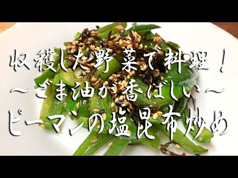 収穫した野菜で料理!ピーマンの塩昆布炒め 収穫した野菜で料理!ピーマンの塩昆布炒め