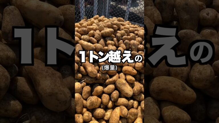 【ポテト好きにみてほしい🥔】1トン越え‼︎滅多に見られへん北海道で体験した貴重な映像#shorts 【ポテト好きにみてほしい🥔】1トン越え‼︎滅多に見られへん北海道で体験した貴重な映像#shorts