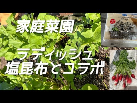 【丸ごと使い切り】家庭菜園 二十日大根丸っと調理 葉はふりかけ➕塩昆布 根っこ(実)は甘酢漬➕塩昆布 #二十日大根 #塩昆布 #大根レシピ 【丸ごと使い切り】家庭菜園 二十日大根丸っと調理 葉はふりかけ➕塩昆布 根っこ(実)は甘酢漬➕塩昆布 #二十日大根 #塩昆布 #大根レシピ