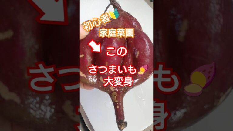 【🍠さつま芋大変身❣️】#料理 #暮らし#家庭菜園#初心者#家庭#手作り#アラフィフ #簡単レシピ #cooking #shorts #vlog #さつまいも#パン作り#パン