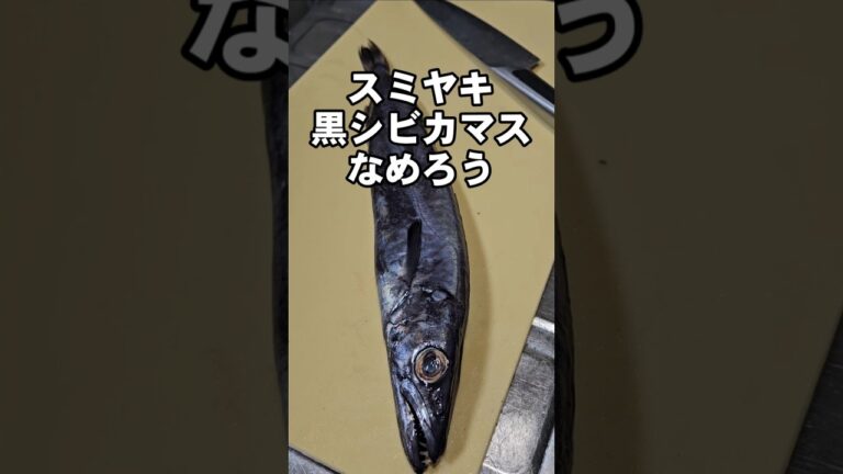 べらぼうに旨い!スミヤキ(クロシビカマス)なめろう 深海魚 魚料理 おつまみレシピ 簡単捌き方 べらぼうに旨い!スミヤキ(クロシビカマス)なめろう 深海魚 魚料理 おつまみレシピ 簡単捌き方