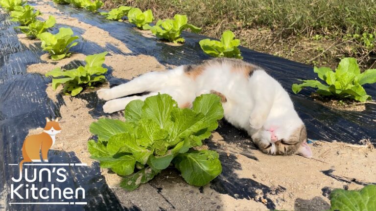 Organic vegetable garden in Japan Organic vegetable garden in Japan