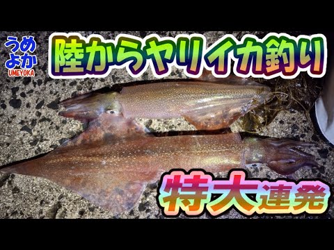 特大サイズ連発★陸からヤリイカ釣り