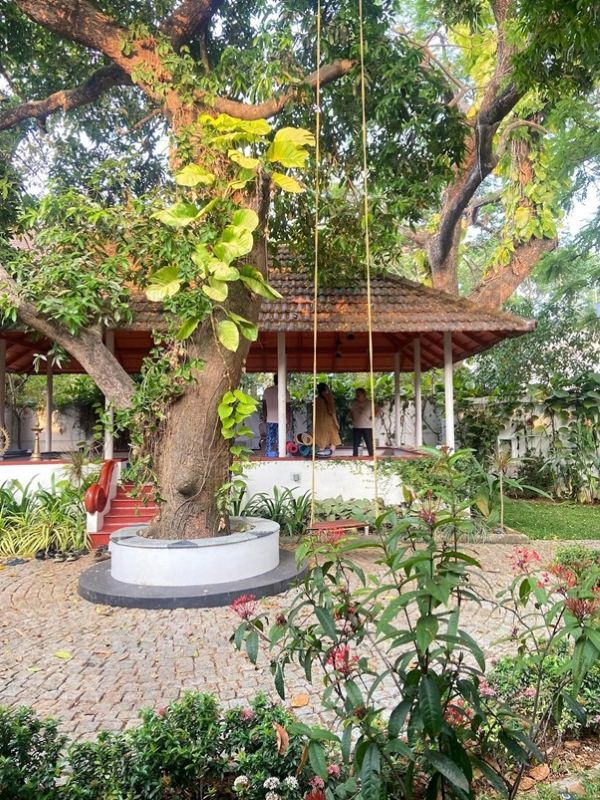 広場に植えられた木