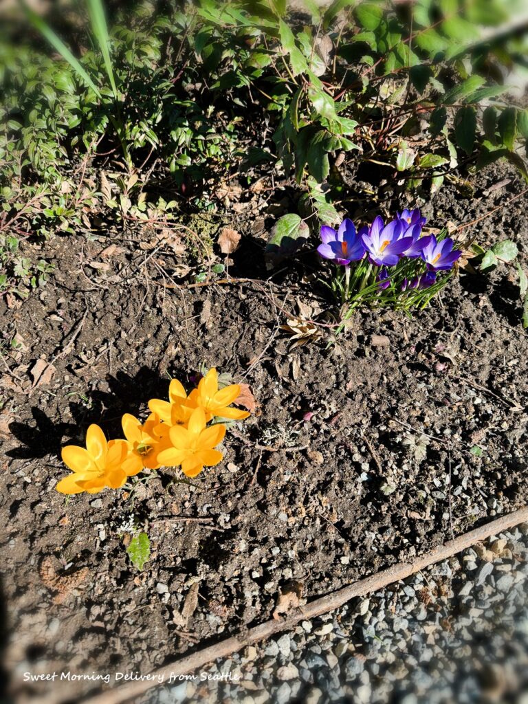 NEW                        
                        
                                                BLOG                        
                        
                        
                            
                                3/4                                (火)                                
                                
                                
                            
                            春のはじまり
                            はらだちほ（アメリカ在住）20