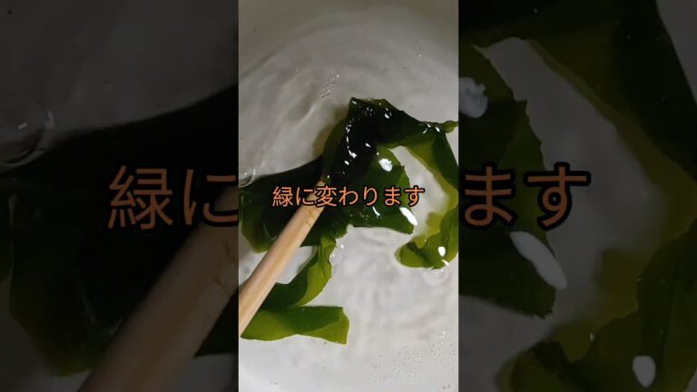 兵庫県産 生わかめのしゃぶしゃぶ #チャンネル登録お願いします #高評価お願いします #拡散希望