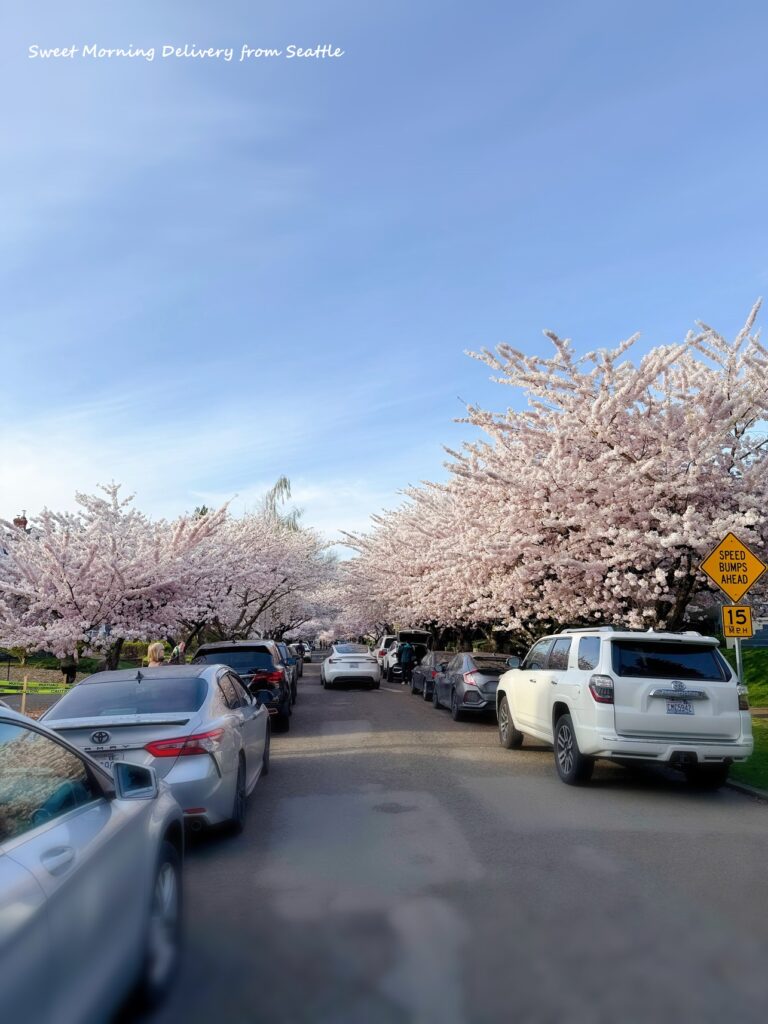 NEW 
 BLOG 
 4/6                                (日) 
 シアトルも桜が満開！
 はらだちほ（アメリカ在住）7