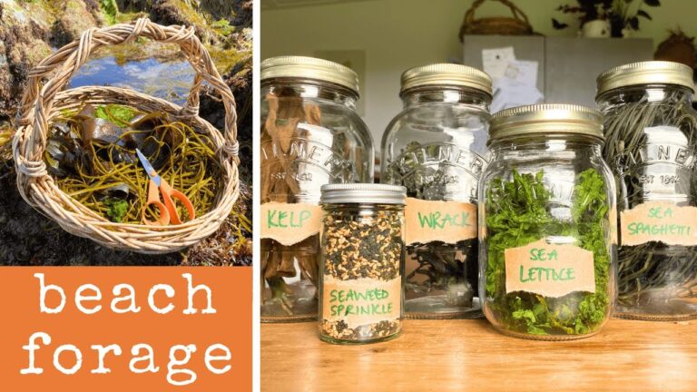 私と一緒に海藻を採って食べましょう 私と一緒に海藻を採って食べましょう