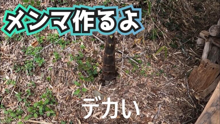 タケノコでおつまみメンマつくるよ! タケノコでおつまみメンマつくるよ!