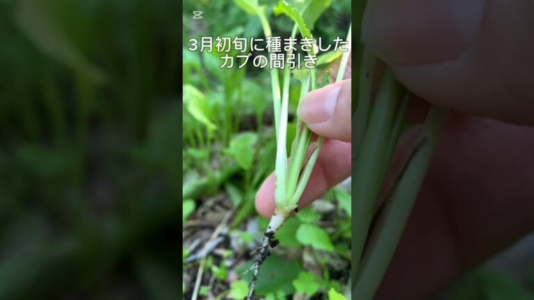 間引いたカブとレタスで海苔サラダを作りました#自然栽培#naturalagriculture #家庭菜園#簡単レシピ