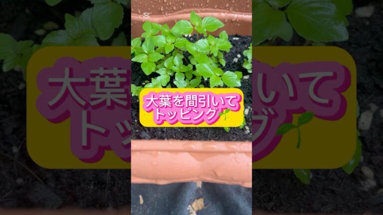 大葉のエコ間引き#shorts #家庭菜園 #野菜 #大葉 #間引き