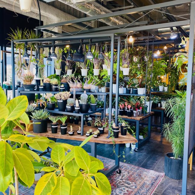 SULK GREEN CAFE OSAKA 店内　植物